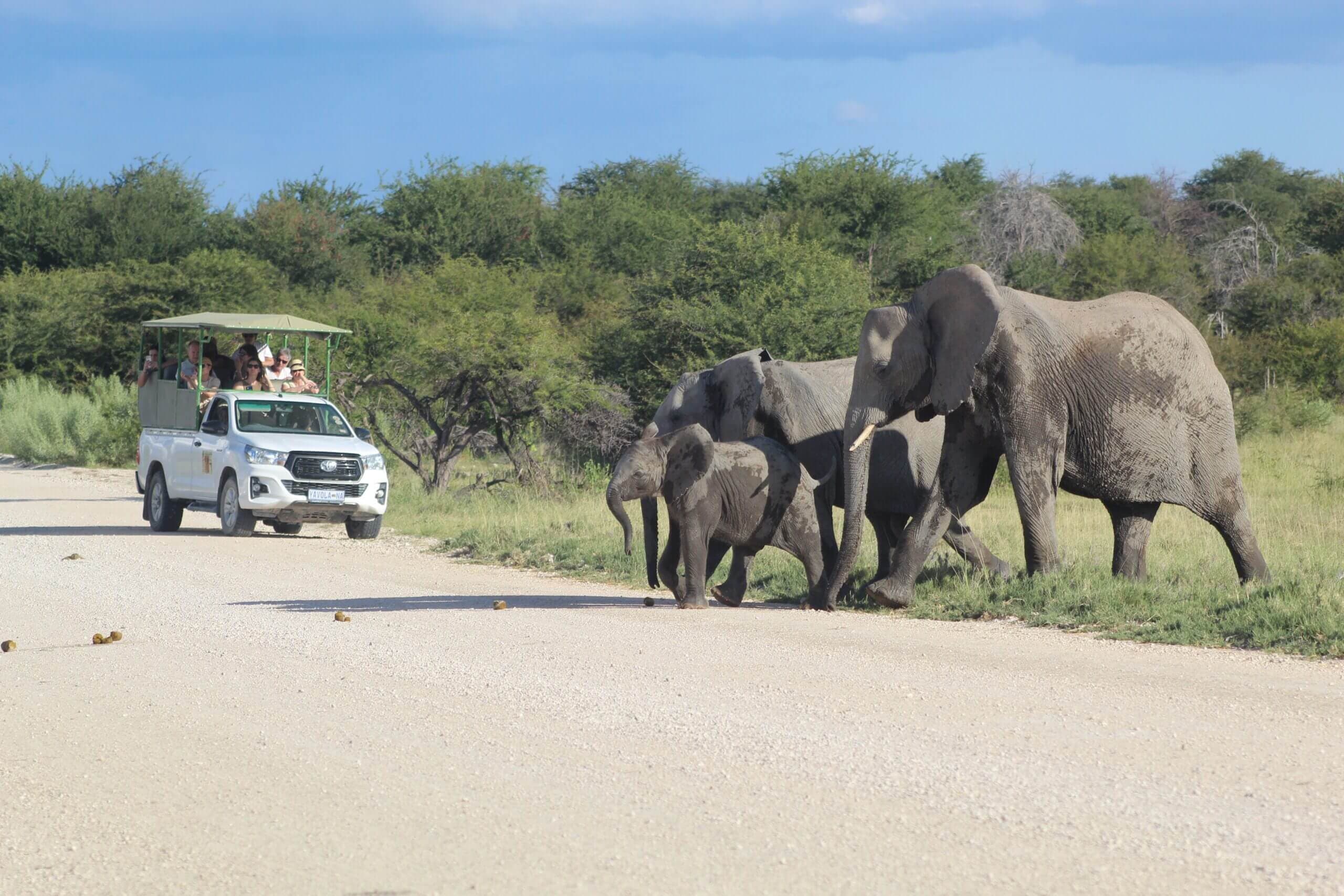 Full Day Game Drive